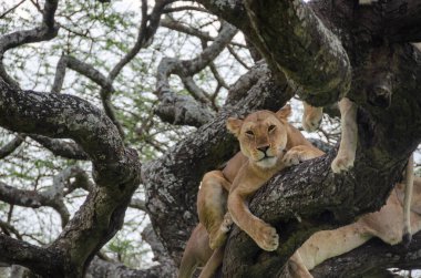 Serengeti Ulusal Parkı, Tanzanya, Afrika 'daki ağaçta bir dişi aslan yatıyor..