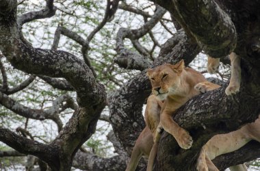 Serengeti Ulusal Parkı, Tanzanya, Afrika 'daki ağaçta bir dişi aslan yatıyor..