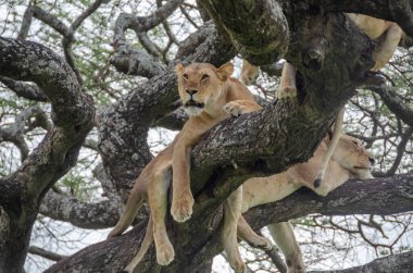 Serengeti Ulusal Parkı, Tanzanya, Afrika 'daki ağaçta bir dişi aslan yatıyor..