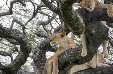 Serengeti Ulusal Parkı, Tanzanya, Afrika 'daki ağaçta bir dişi aslan yatıyor..