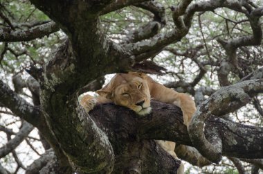 Serengeti Ulusal Parkı, Tanzanya, Afrika 'daki ağaçta bir dişi aslan yatıyor..
