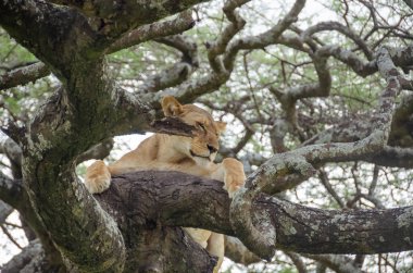Serengeti Ulusal Parkı, Tanzanya, Afrika 'daki ağaçta bir dişi aslan yatıyor..