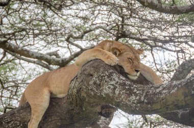 Serengeti Ulusal Parkı, Tanzanya, Afrika 'daki ağaçta bir dişi aslan yatıyor..