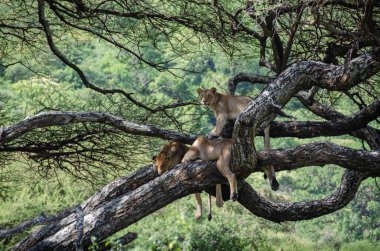 Serengeti Ulusal Parkı, Tanzanya, Afrika 'daki ağaçta bir dişi aslan yatıyor..