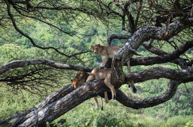Serengeti Ulusal Parkı, Tanzanya, Afrika 'daki ağaçta bir dişi aslan yatıyor..