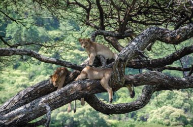 Serengeti Ulusal Parkı, Tanzanya, Afrika 'daki ağaçta bir dişi aslan yatıyor..