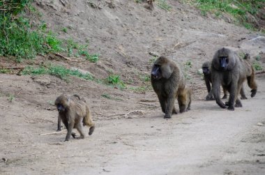 Afrika, Tanzanya 'daki Serengeti Milli Parkı' ndaki maymunlar.