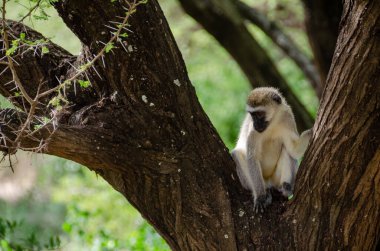 Afrika, Tanzanya 'daki Serengeti Milli Parkı' ndaki maymunlar.