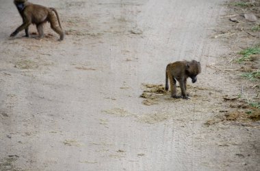 Afrika, Tanzanya 'daki Serengeti Milli Parkı' ndaki maymunlar.