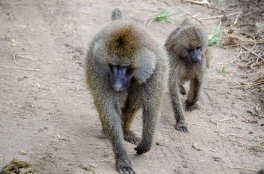 Afrika, Tanzanya 'daki Serengeti Milli Parkı' ndaki maymunlar.
