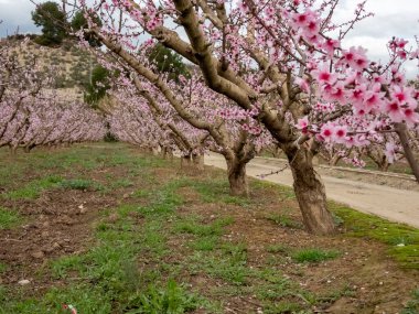 Çiçek açan bahçeler. Cieza. Murcia. İspanya