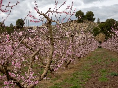 Çiçek açan bahçeler. Cieza. Murcia. İspanya