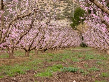 Çiçek açan bahçeler. Cieza. Murcia. İspanya