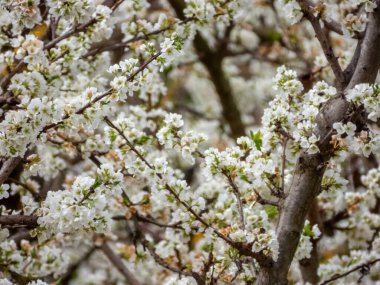 Çiçek açan bahçeler. Cieza. Murcia. İspanya