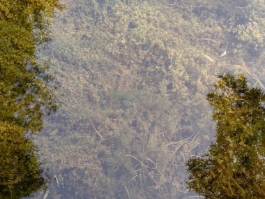 Green trees reflect on crystal-bright water. Copy space