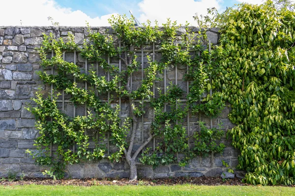 Árboles Manzanos Enrejado Parque Árboles Frutales Decorativos Trellises — Foto de Stock