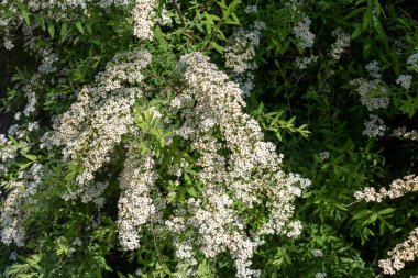 Spirea çiçekleri baharda açar.