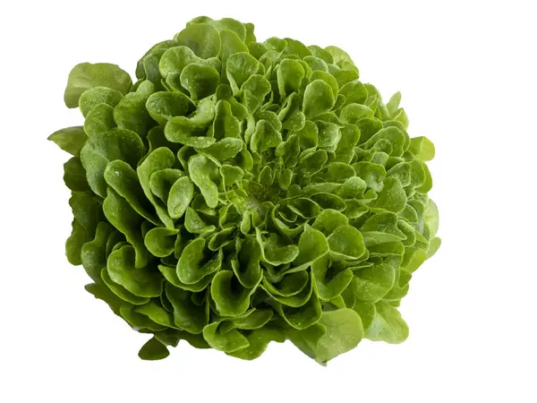 Beyaz Arka Planda Taze Yeşil Marul Salatası Sağlıklı Yemek — Stok fotoğraf