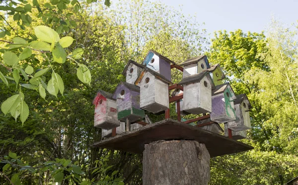 Casas Pássaros Floresta — Fotografia de Stock