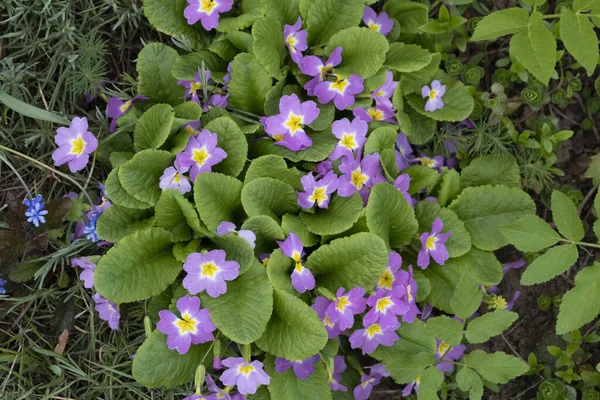 Весняні Первоцвіти Квіти Пурпуровий Поліантус — стокове фото