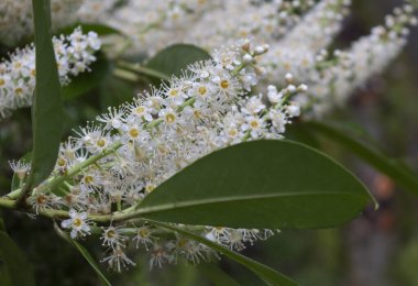Kirazlı defne. Güneşte açan beyaz çiçekler.