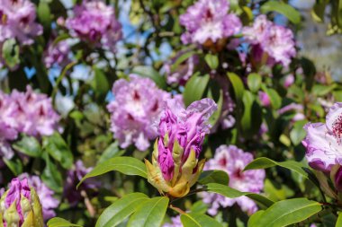 Açelya çiçekleri. 