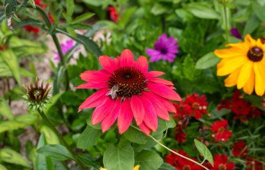 Parlak pembe ve sarı çiçekli Rudbeckia bitkileri.