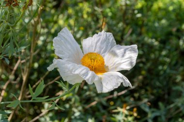 Romneya kaliforniya ağaç gelinciği olabilir.