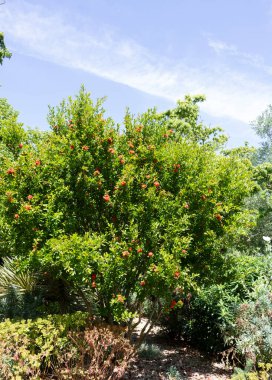 Nar ağacı çiçekleri nar çiçekleri doğal çiçeklenme