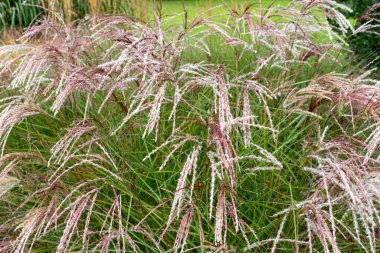 Plant veya Common Reed, şehir parkında. Poaceae ailesinde daimi bir sulak arazi çimeni..