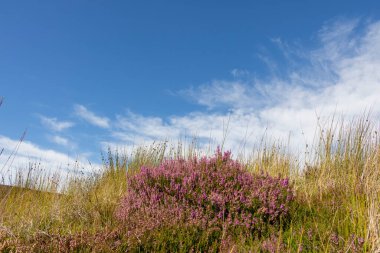 Mor çiçekli çalılık..