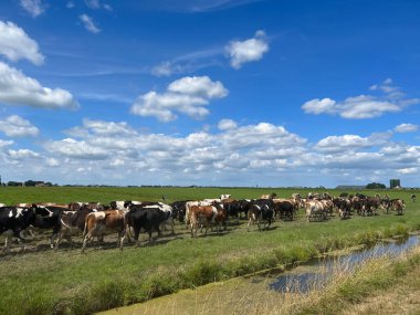 Hollanda 'nın Friesland bölgesindeki Grou çevresindeki çayırlarda inekler.