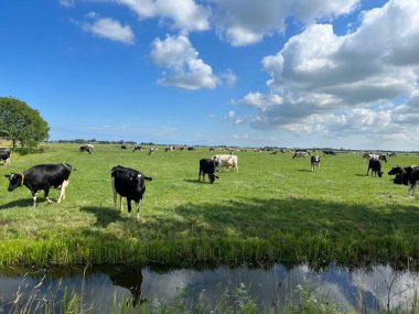 Jannum, Friesland ve Hollanda çevresindeki çayırlarda inekler.