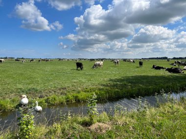 Jannum, Friesland ve Hollanda çevresindeki çayırlarda inekler.