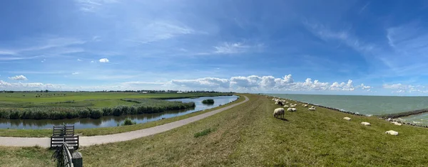 荷兰弗里斯兰Molkwerum周围的海堤上的羊的全景 — 图库照片