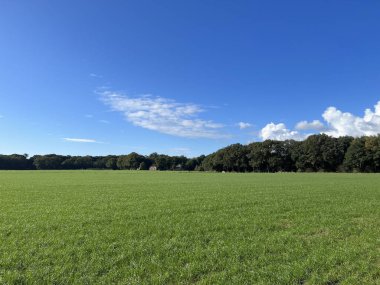 Hollanda, Overijssel 'deki Vilsteren çevresindeki orman