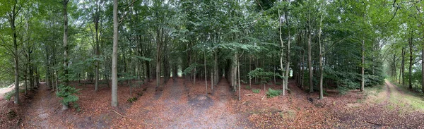 Jesienna Panorama Lasu Lesie Wokół Vilsteren Overijssel Holandii — Zdjęcie stockowe