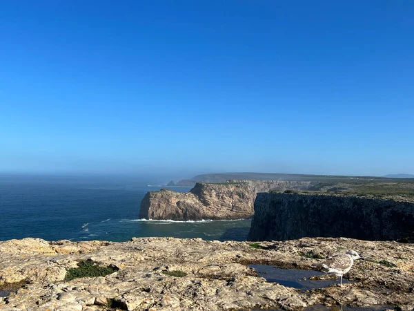 Mewa Klifach Wokół Cape Vincent Sagres Portugalia — Zdjęcie stockowe