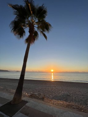 Albir İspanya plajında gün doğumuyla birlikte Palmtree