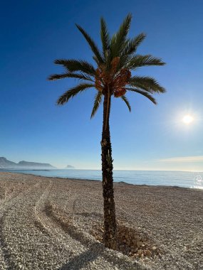 Palmtree sabah İspanya 'da Altea plajında