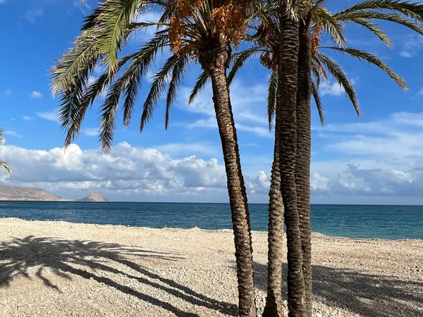 Spanya Altea Sahilinde Palmiye Ağaçları — Stok fotoğraf