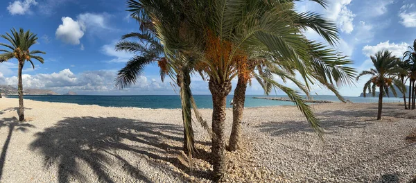 Panorama Van Palmbomen Het Strand Van Altea Spanje — Stockfoto