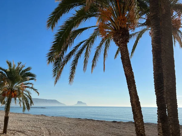 Palmboom Ochtend Het Strand Van Altea Spanje — Stockfoto
