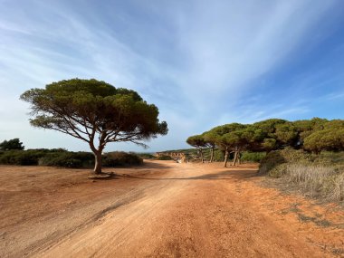 Dirt road around Conil de la Frontera in Spain