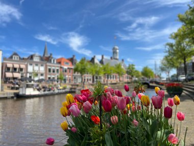 Dokkum, Friesland, Hollanda 'daki kanalda laleler.