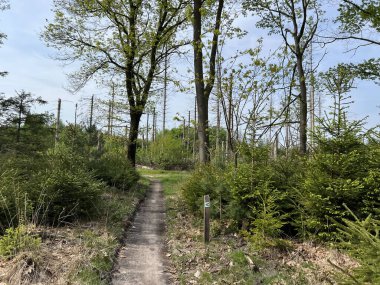 Appelscha, Friesland, Hollanda çevresindeki Drents-Friese Wold Ulusal Parkı 'nda dağ bisikleti.