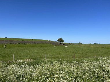 Hollanda, Friesland 'da Ingwierrum' da bir lezbiyenin üzerinde koyunlar.