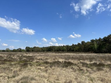 Hollanda Drenthe 'de Hooghallen çevresindeki Heather ve orman