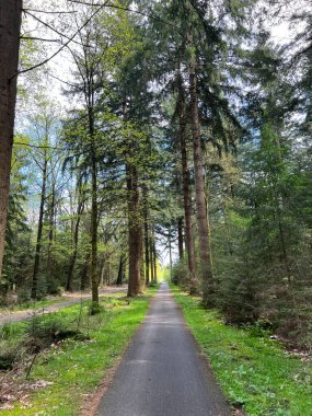 Hollanda 'nın Drenthe bölgesindeki Elp çevresindeki ormandan geçen yol.