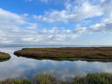 İspanya 'daki Delta de l' Ebre Doğa Koruma Alanı 'ndaki flamingolar